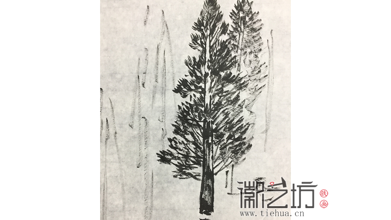 采風(fēng)歸來(lái)畫水杉