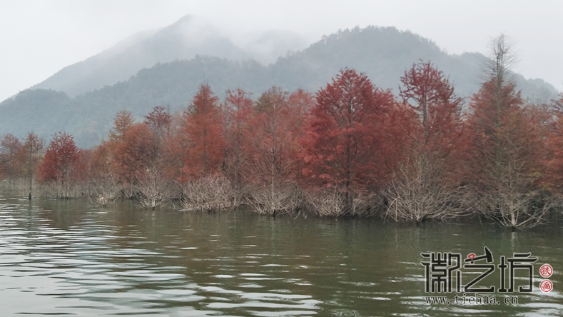 寧國(guó)紅杉林 (1)