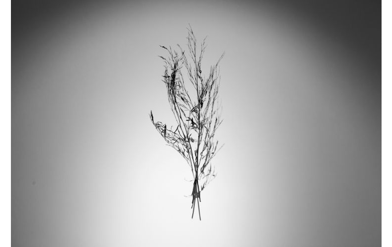 譚勛 《一把笤帚》1